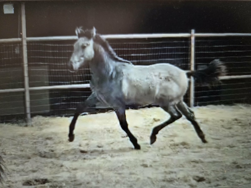 2025 heterozygous gray colt Valeroso RDL