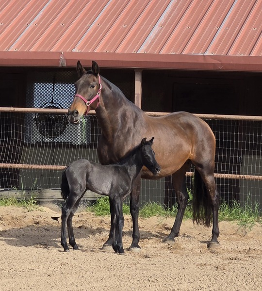 2025 heterozygous gray colt