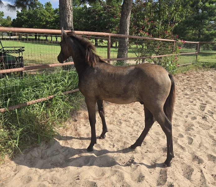 2025 heterozygous gray colt Valeroso RDL
