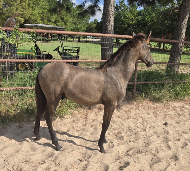 2025 heterozygous gray colt Valeroso RDL
