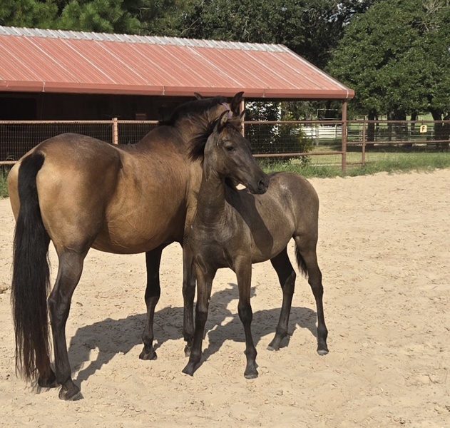 2025 heterozygous gray colt Valeroso RDL