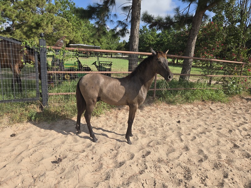 2025 heterozygous gray colt Valeroso RDL