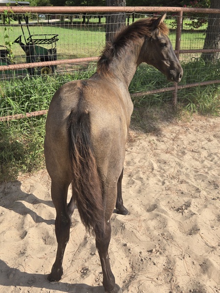 2025 heterozygous gray colt Valeroso RDL
