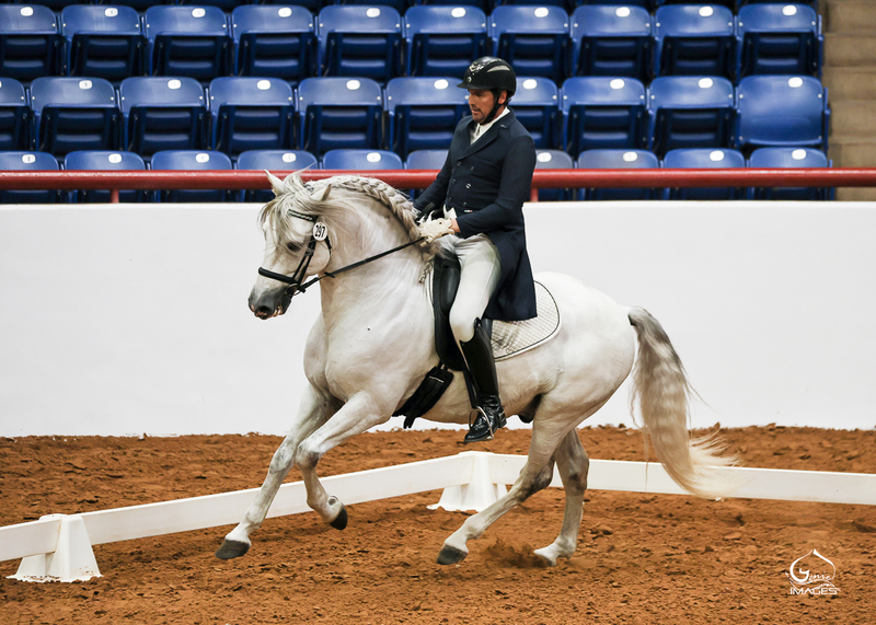 2025 heterozygous gray colt Valeroso RDL