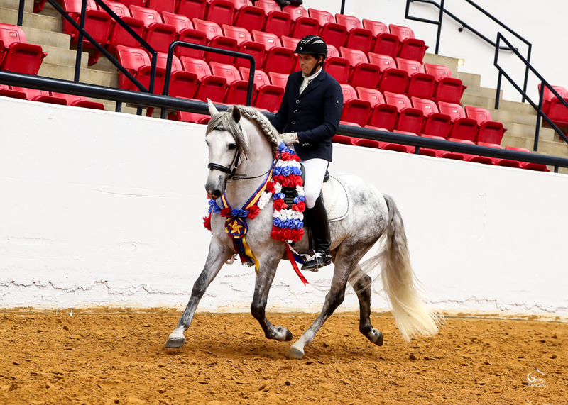 2025 heterozygous gray colt