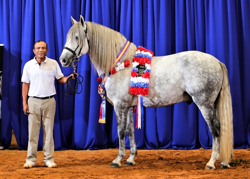 2025 heterozygous gray colt