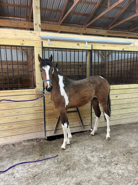 Tri Color Tobiano Yearling Gelding 