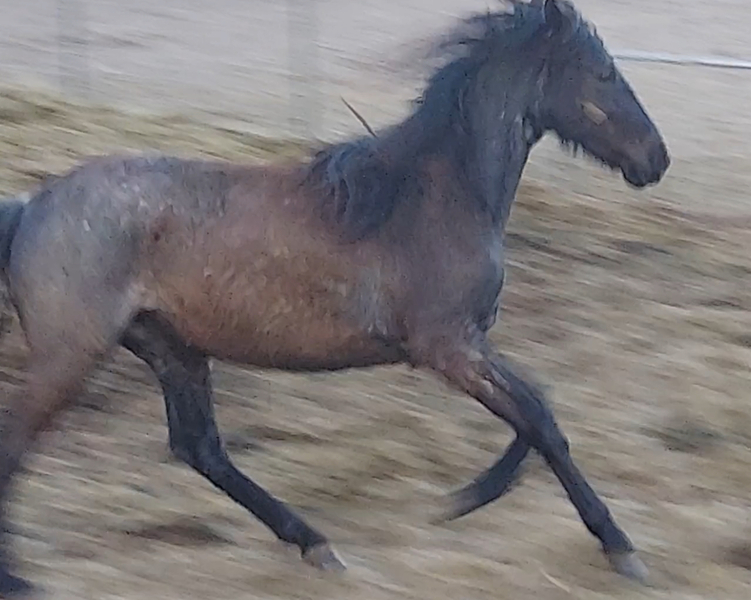 Blue Roan 2 Year Old Gorgeous Filly!