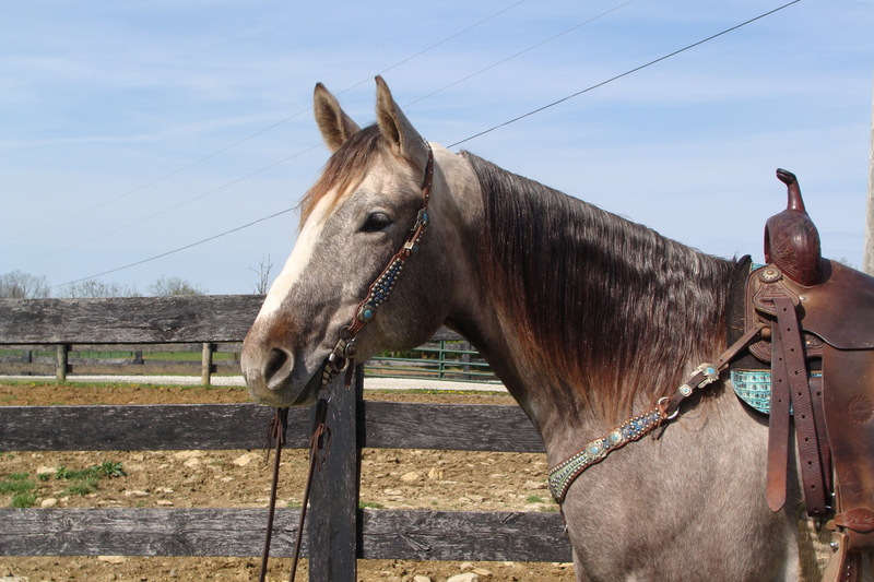 EXTREMELY PRETTY STEEL GRAY QUARTER HORSE GELDING, SUPER GENTLE ANYONE