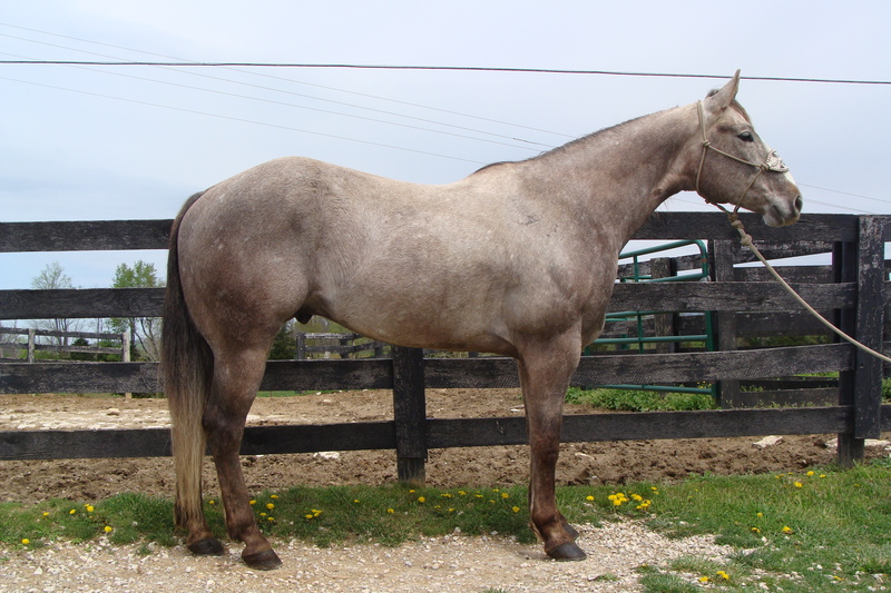 EXTREMELY PRETTY STEEL GRAY QUARTER HORSE GELDING, SUPER GENTLE ANYONE