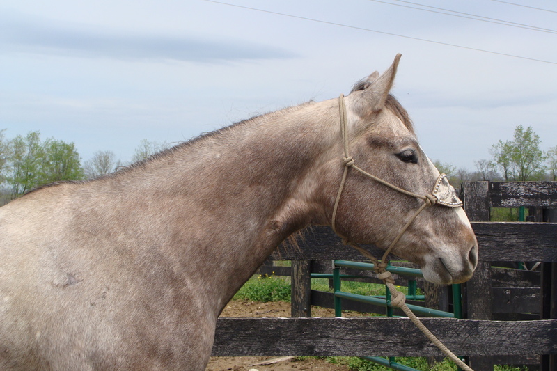 EXTREMELY PRETTY STEEL GRAY QUARTER HORSE GELDING, SUPER GENTLE ANYONE