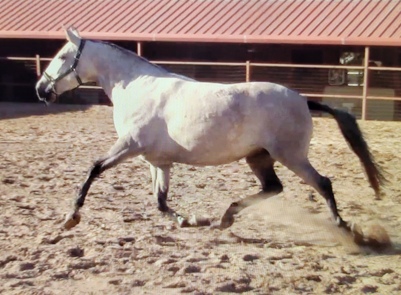 Bailarina Mia RDL 2020 Gray triple registered mare