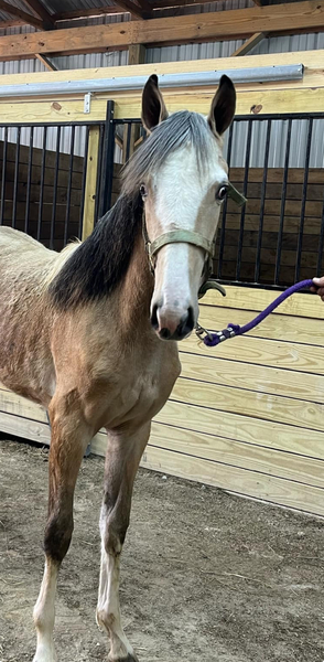Sweet Buckskin Yearling Filly 