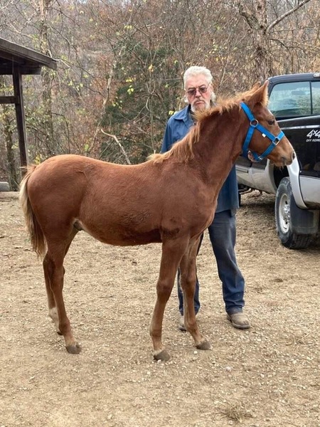Excellent Bred Chestnut Colt