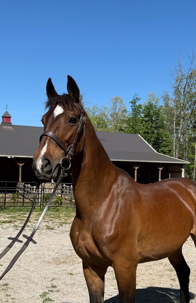 Well Bred Stunning Harness/Broodmare 