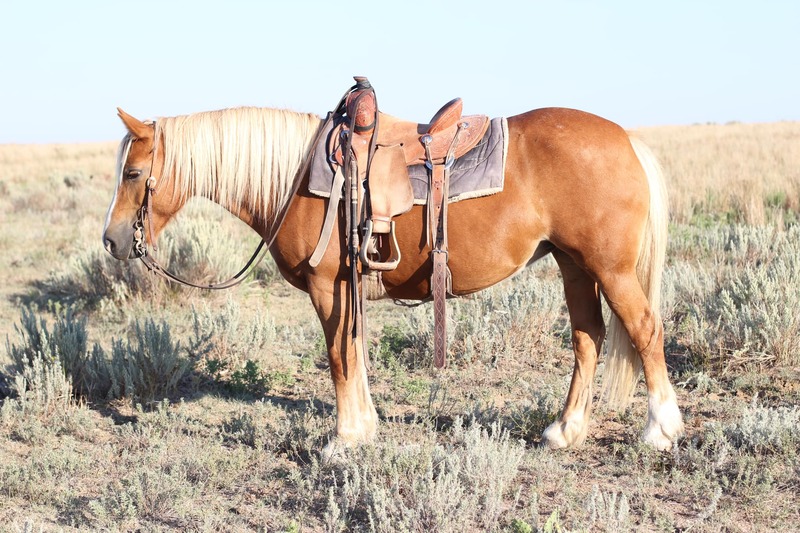 10 YEAR OLD 14 HAND HAFLINGER ***VIDEO***