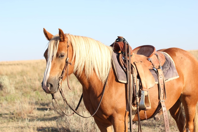 10 YEAR OLD 14 HAND HAFLINGER ***VIDEO***