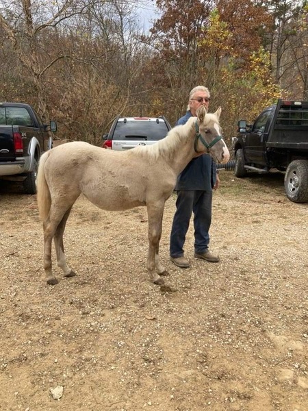 Gorgeous Silver Grulla Yearling Filly 