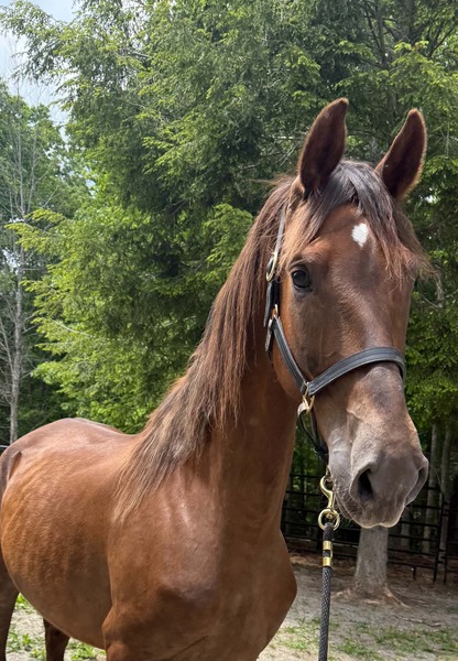 15.3 Beautiful Dutch Mare In Training 