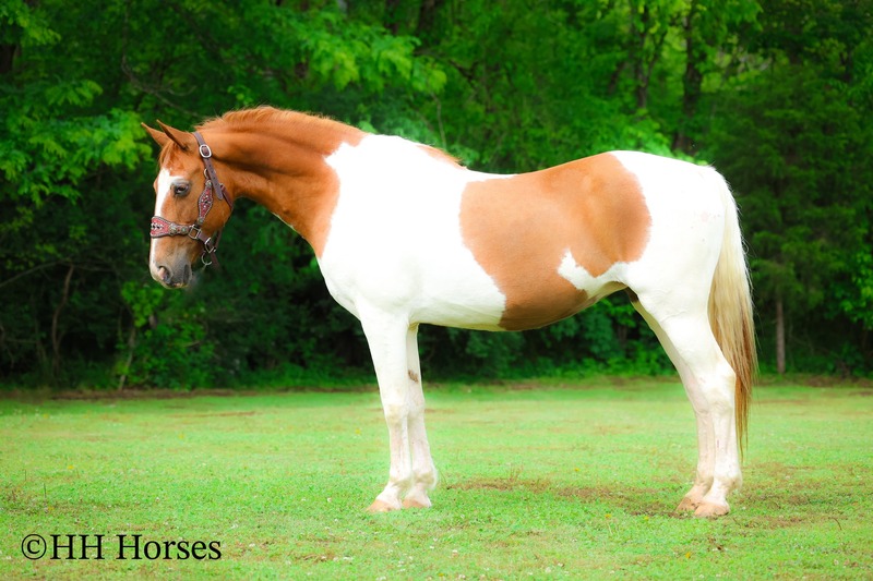 FLASHY, FAMILY FRIENDLY, GENTLE SORREL AND WHITE TOBIANO PAINT MARE, ANYONE CAN RIDE 