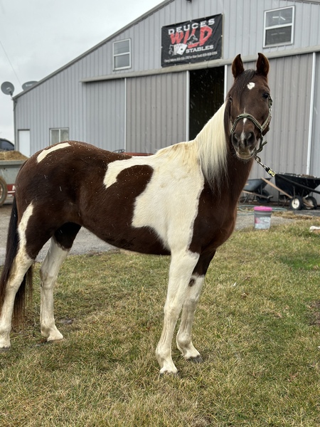 Novice Safe Smooth Gaited 14.3 Trail Mare 