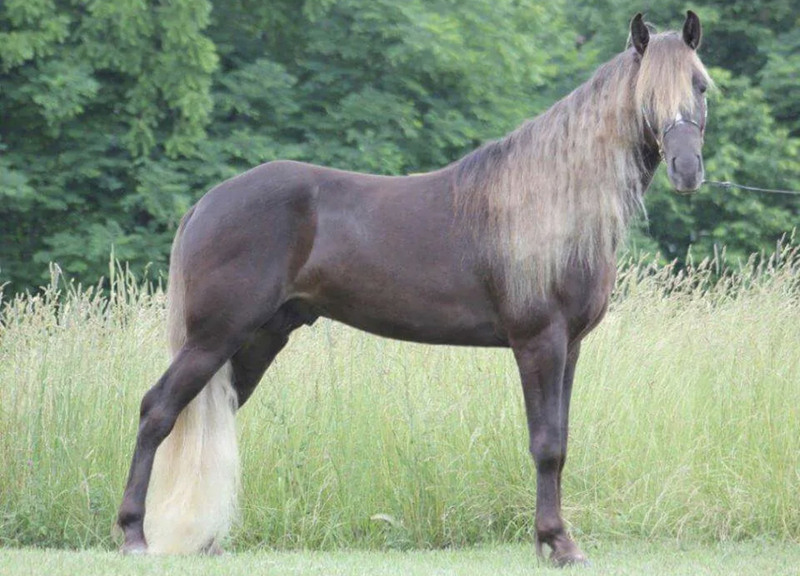 Gorgeous Chocolate Breeding Stallion 