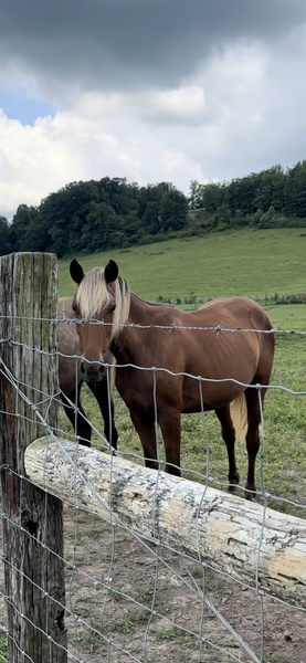 Beautiful Red Chocolate 2 Year Old Filly 