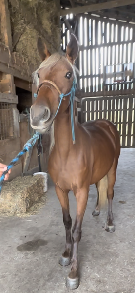 Beautiful Red Chocolate 2 Year Old Filly 