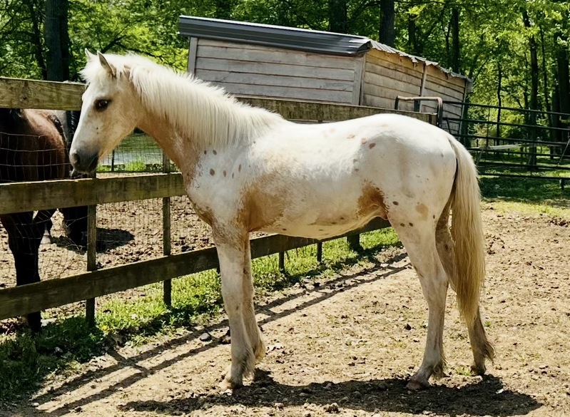Beautiful Yearling Palomino Appaloosa Gelding 