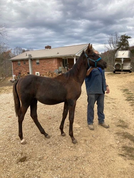 Beautiful Black Yearling  Filly 