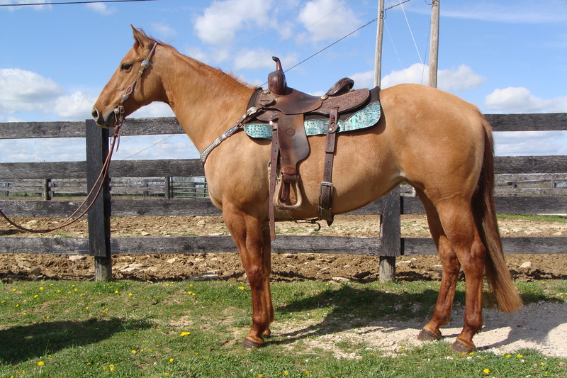 NICE LINEBACK RED DUN QUARTER HORSE MARE, BEEN TRAIL RIDDEN For Sale in
