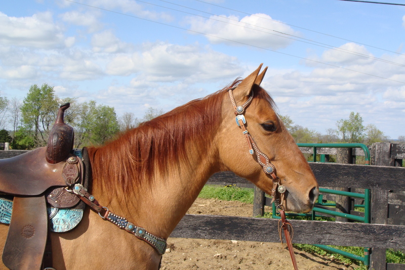 NICE LINEBACK RED DUN QUARTER HORSE MARE, BEEN TRAIL RIDDEN For Sale in