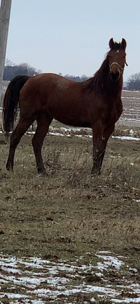 Bay Friesian Cross 2 Year Old Gelding