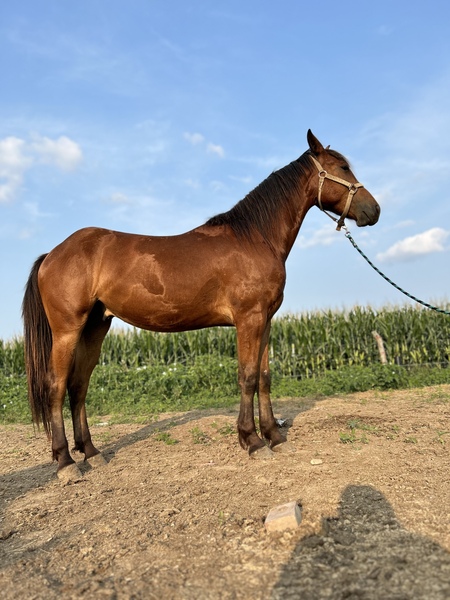 Bay Friesian Cross 2 Year Old Gelding