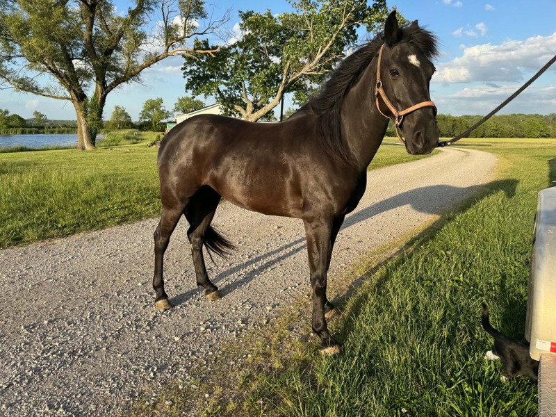 Beautiful Black 14.3 Trail Horse 