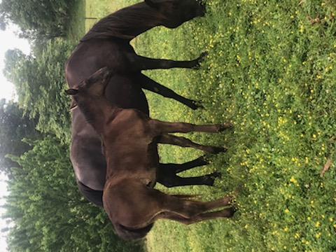 Solid Black Weanling Filly 