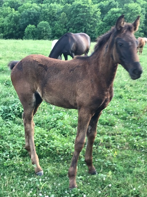 Solid Black Weanling Filly 