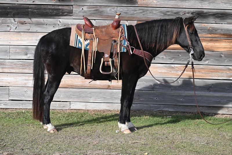 Black TWH Gelding 