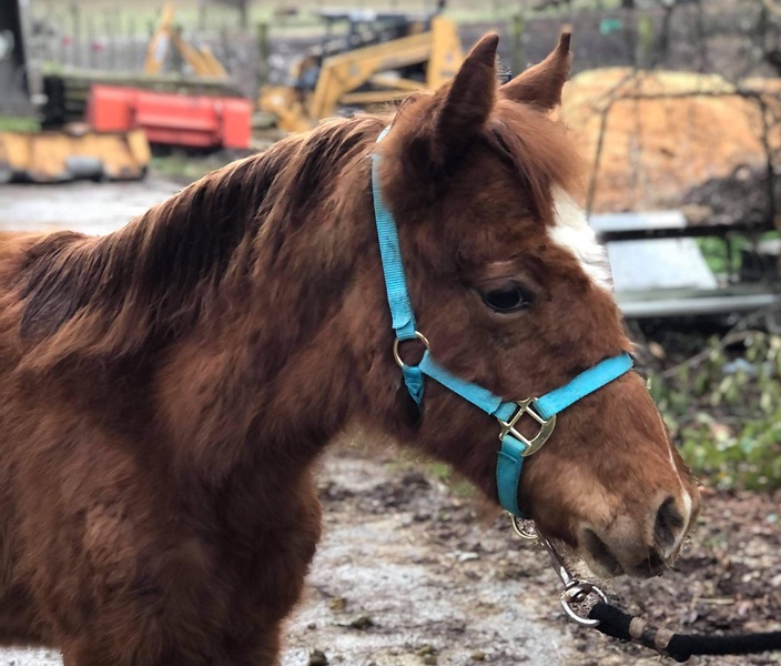 Rocky Mountain Horses for Sale