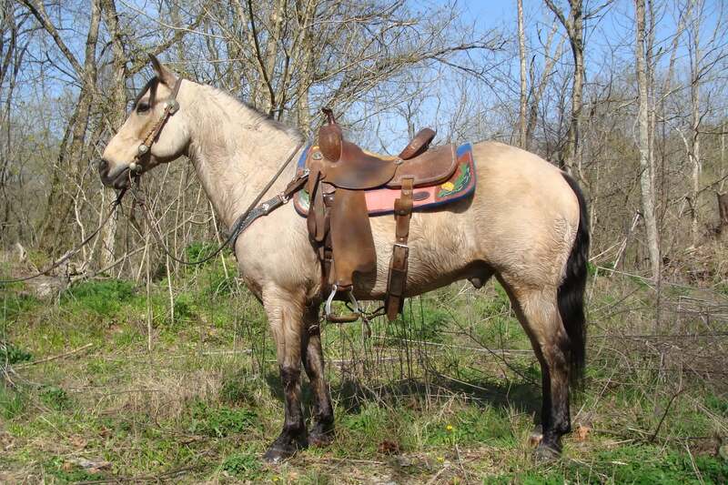 BEGINNER SAFE AND KID BROKE BUTTERMILK BUCKSKIN QUARTER HORSE GELDING