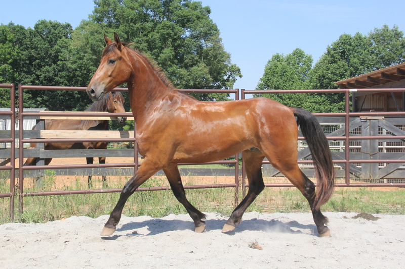 Georgian Grande / Friesian/ Saddlebred /Sport Horse