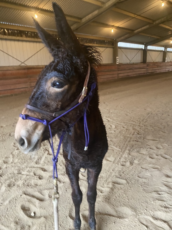 Sweet Desensitized Gaited Mule Weanling Filly