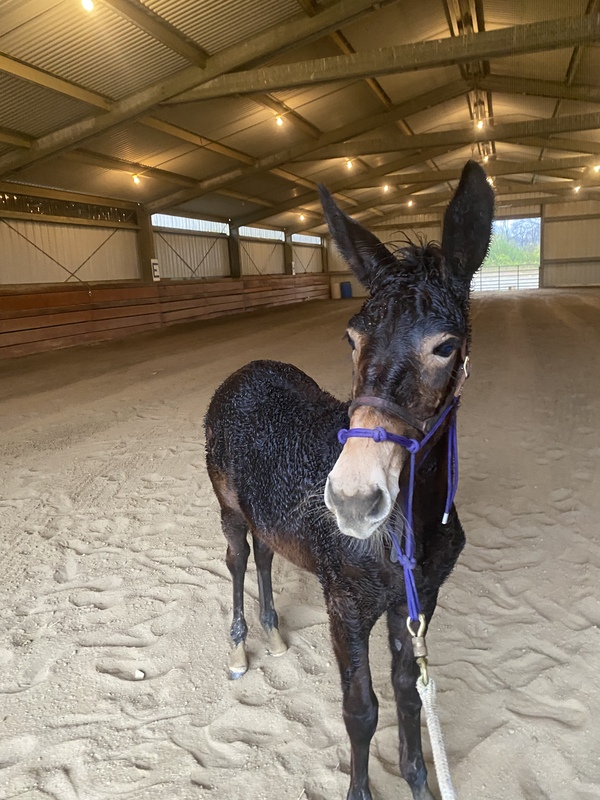 Sweet Desensitized Gaited Mule Weanling Filly