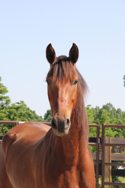 Georgian Grande/ Friesian/ Saddlebred Sport Horse