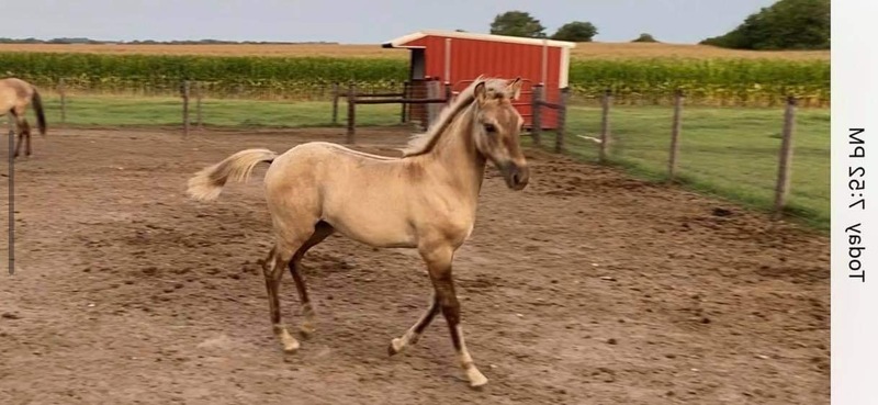 Stunning Silver Grulla Weanling Colt 
