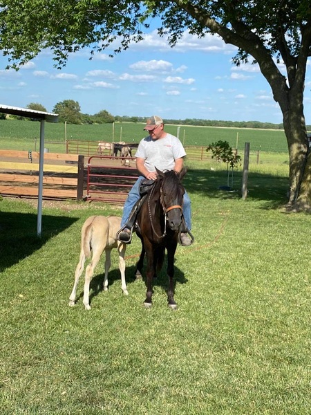 Stunning Silver Grulla Weanling Colt 