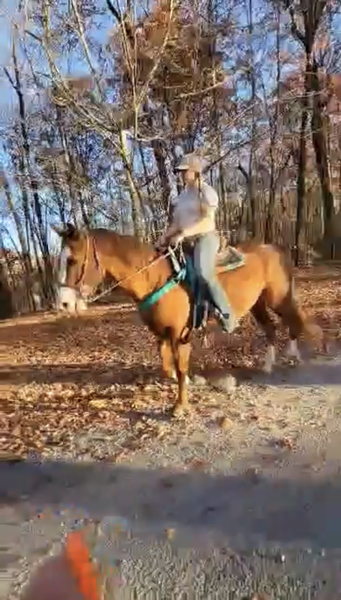 16 Hand Multi Talented Mounted Patrol Trail Horse