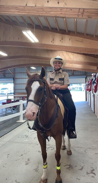 16 Hand Multi Talented Mounted Patrol Trail Horse