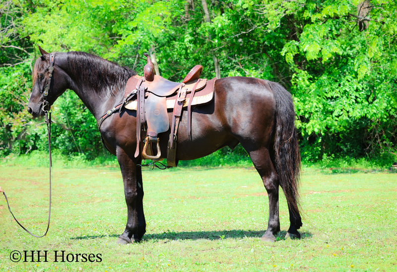FANCY, ATTRACTIVE, NICE TRAVELING REGISTERED BLACK MORGAN GELDING, RIDES AND DRIVES, GENTLE
