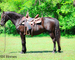 FANCY, ATTRACTIVE, NICE TRAVELING REGISTERED BLACK MORGAN GELDING, RIDES AND DRIVES, GENTLE